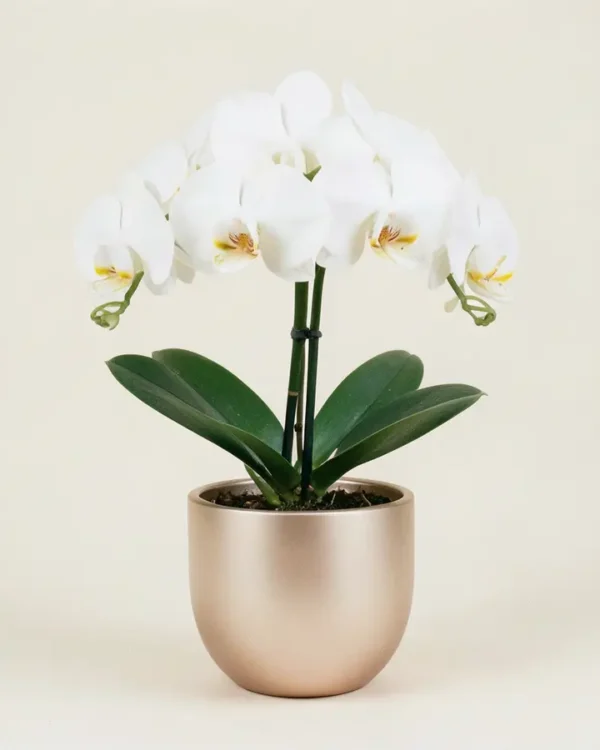 Orchidée Blanche