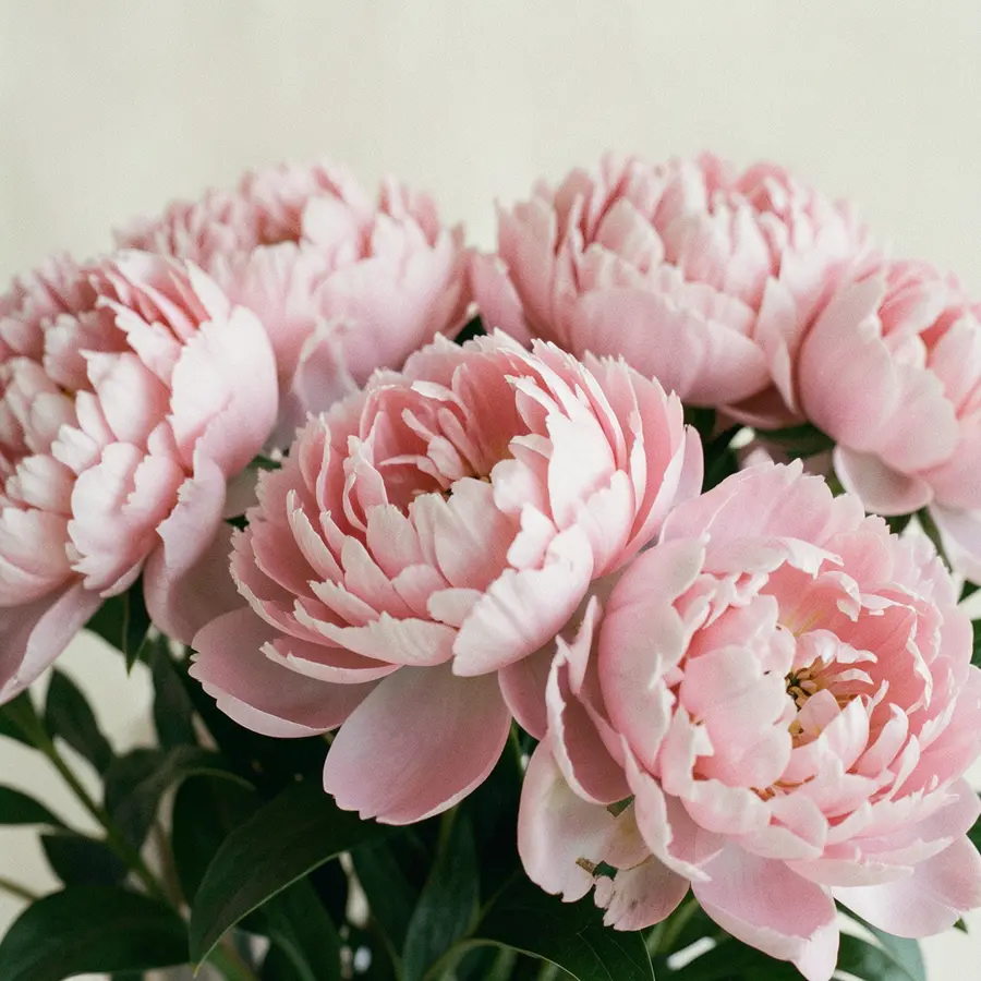Bouquet Pivoines Poudrées